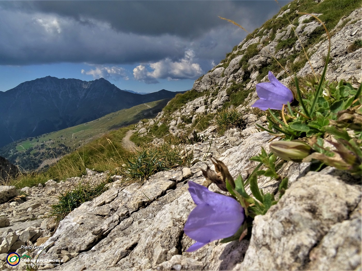 59 Campanula raineri (Campanula dell'arciduca) sul sent. 237 da Bocchetta di Grem a Bocchetta di CImetto.JPG